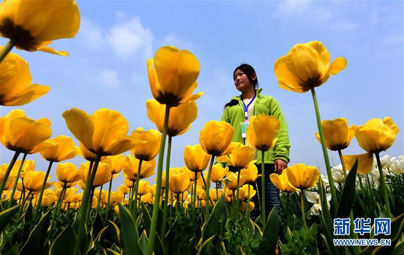Tulpenmeer in Wuhan