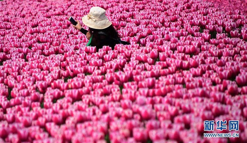 Tulpenmeer in Wuhan
