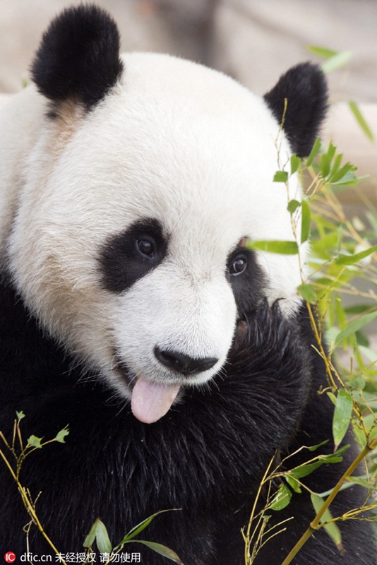 Chinesische Pandas vor ihrem offiziellen Debüt in Südkorea