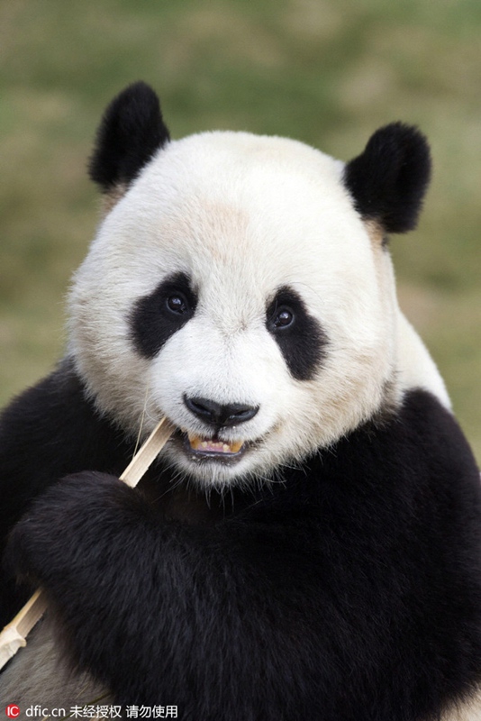 Chinesische Pandas vor ihrem offiziellen Debüt in Südkorea