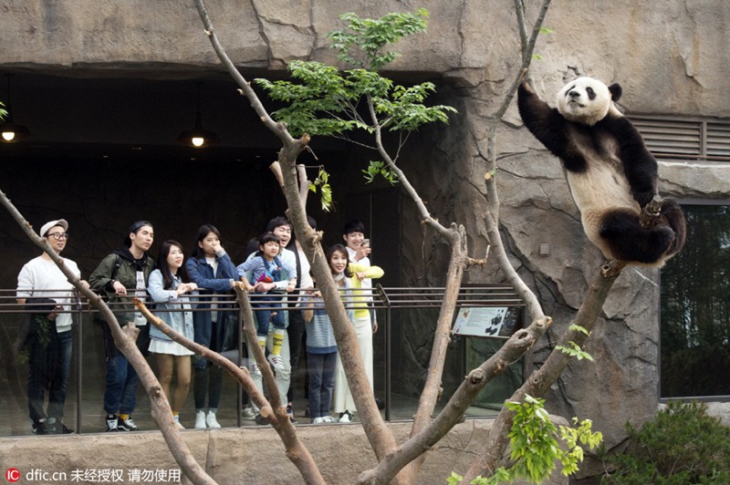 Chinesische Pandas vor ihrem offiziellen Debüt in Südkorea