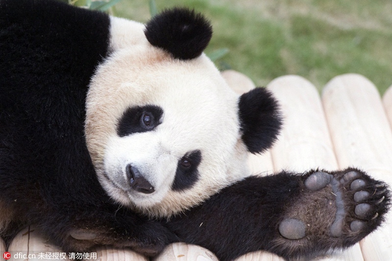 Chinesische Pandas vor ihrem offiziellen Debüt in Südkorea