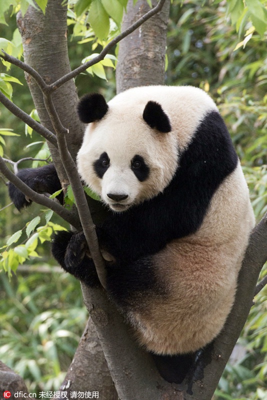 Chinesische Pandas vor ihrem offiziellen Debüt in Südkorea