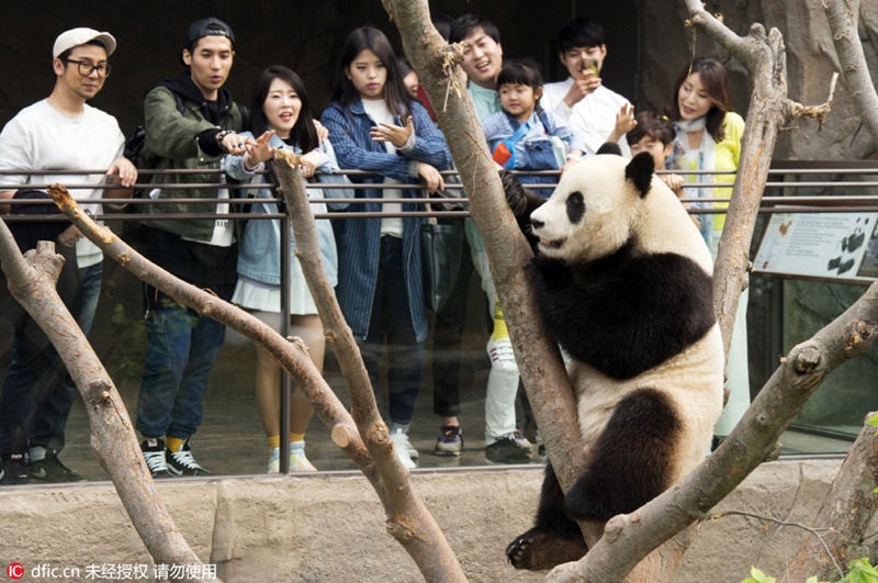 Chinesische Pandas vor ihrem offiziellen Debüt in Südkorea