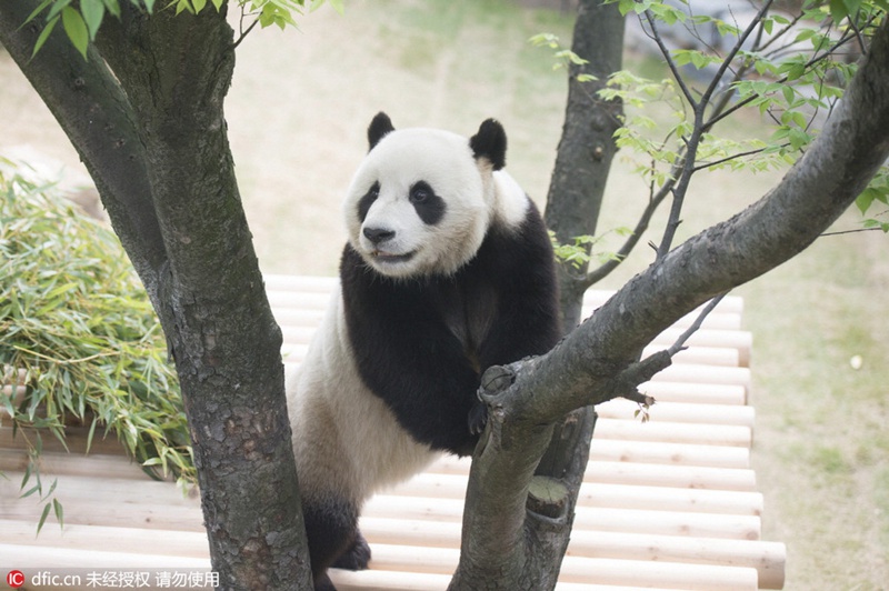 Chinesische Pandas vor ihrem offiziellen Debüt in Südkorea