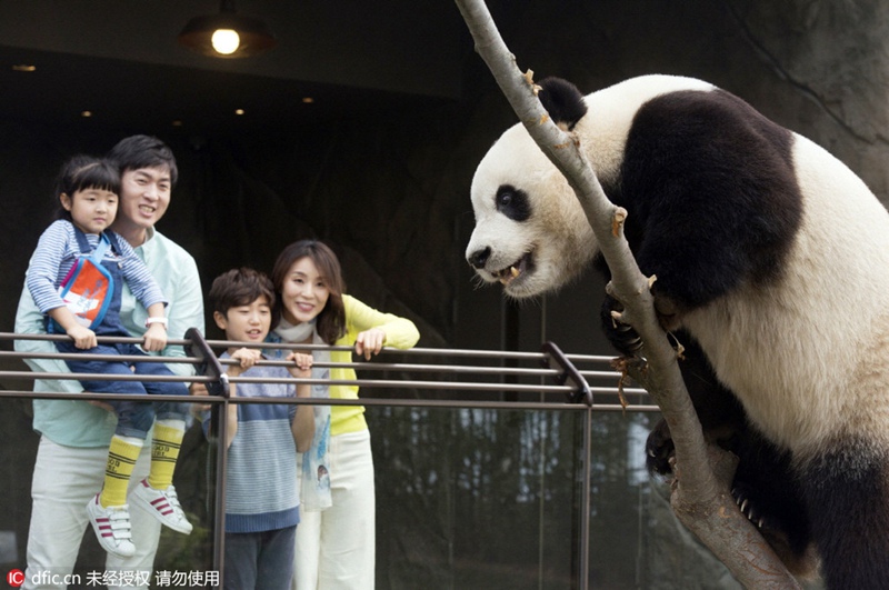 Chinesische Pandas vor ihrem offiziellen Debüt in Südkorea