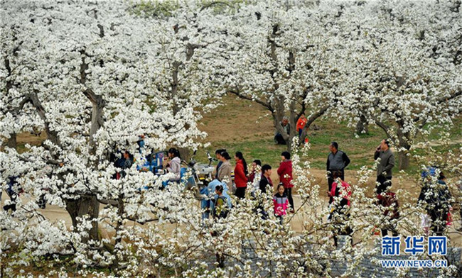 Weiße Birnenblüte in Hebei