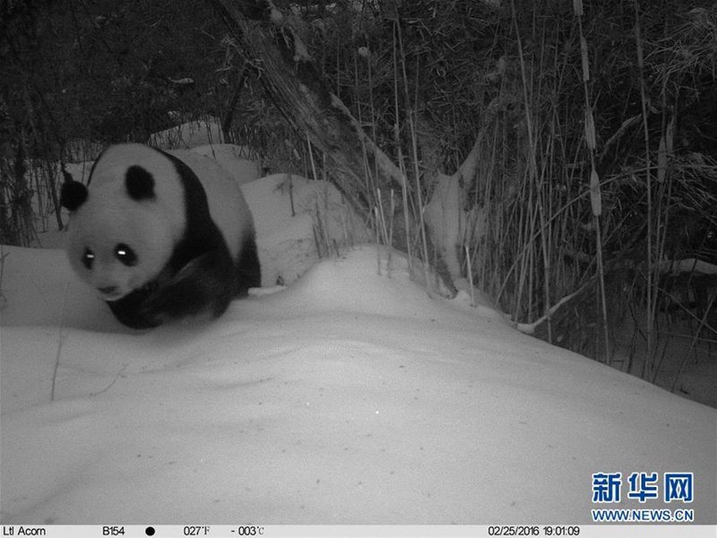 Wildlebender Pandabär streift durch den Schnee