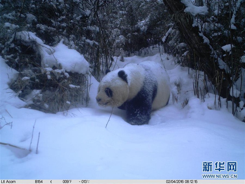 Wildlebender Pandabär streift durch den Schnee