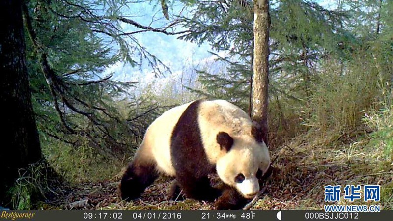 Wildlebender Pandabär streift durch den Schnee