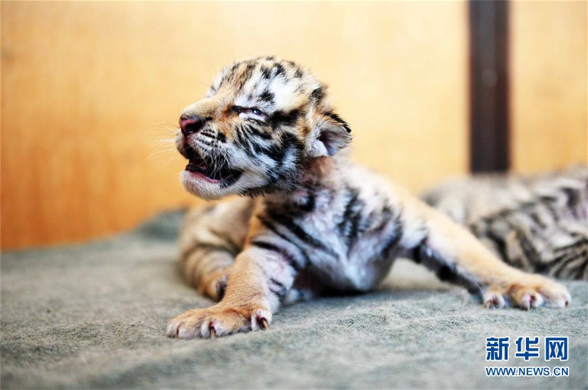 Nachwuchs im Tigerreservat in Nordostchina