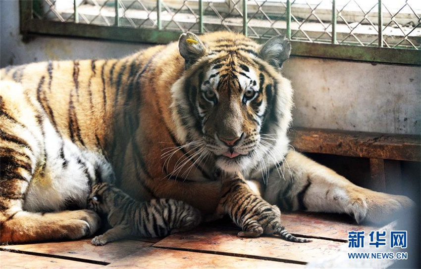 Nachwuchs im Tigerreservat in Nordostchina