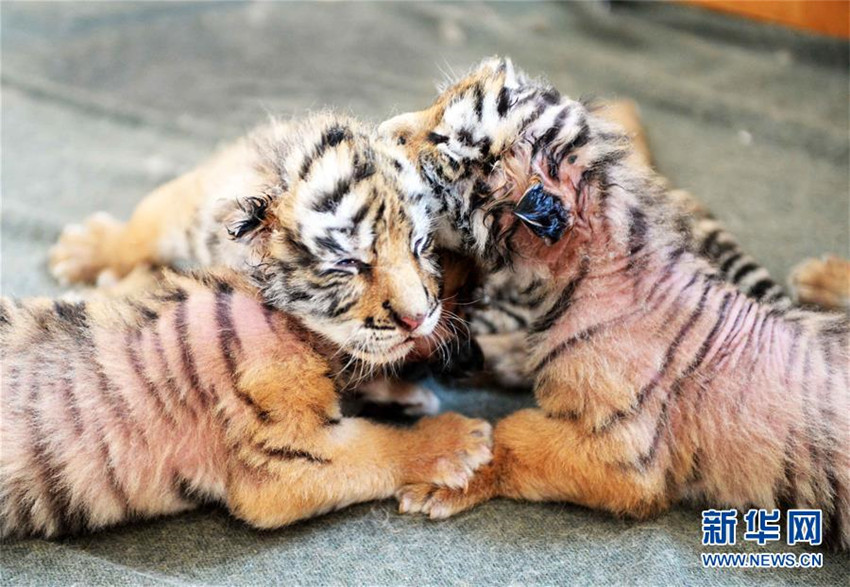 Nachwuchs im Tigerreservat in Nordostchina