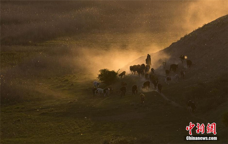 Besuch der Wiesen entlang des Ili-Flusses in Xinjiang