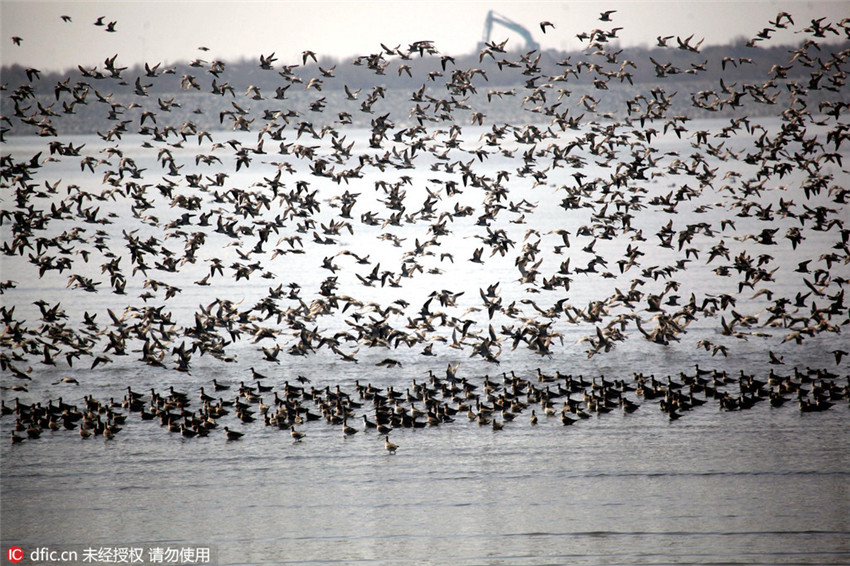 Spektakulärer Vogelzug im Nordosten Chinas