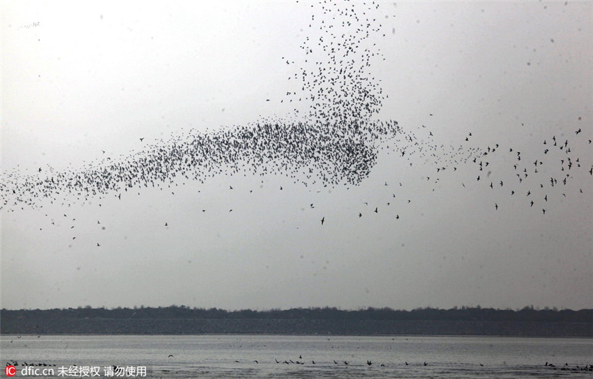 Spektakulärer Vogelzug im Nordosten Chinas
