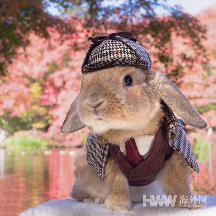 Wenn ein Hase Uniform trägt…