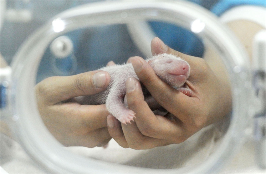 Panda-Baby stirbt vier Tage nach der Geburt