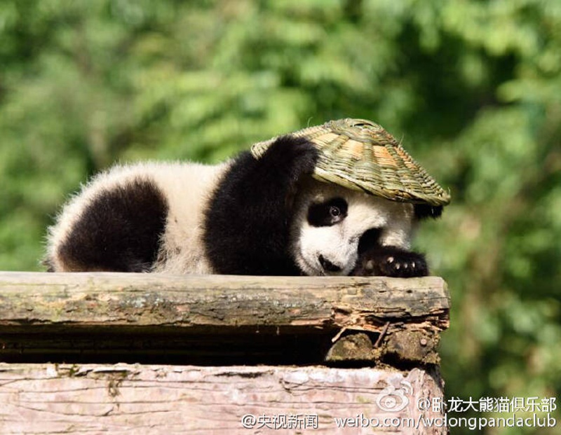 „Kung Fu Panda“ in Sichuan