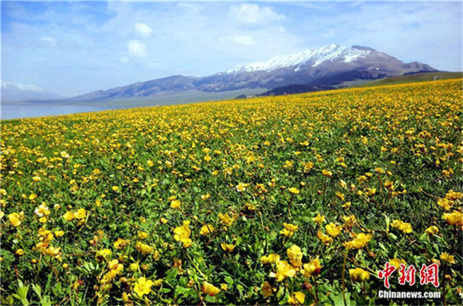 Der Frühling am Sayram-See in Xinjiang