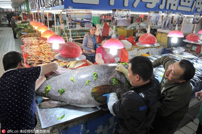 Ganz großer Fang – Riesenzackenbarsch auf Qingdaoer Fischmarkt