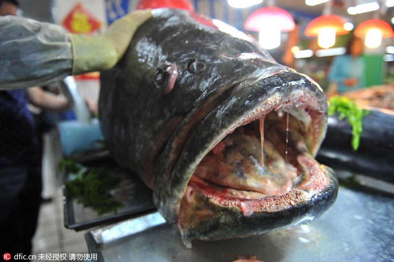 Ganz großer Fang – Riesenzackenbarsch auf Qingdaoer Fischmarkt
