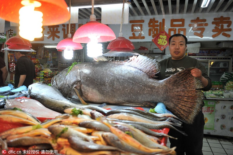 Ganz großer Fang – Riesenzackenbarsch auf Qingdaoer Fischmarkt