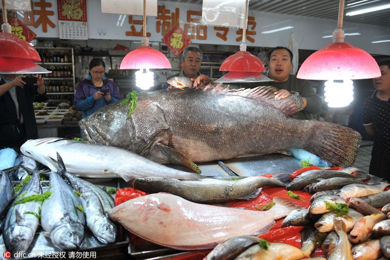 Ganz großer Fang – Riesenzackenbarsch auf Qingdaoer Fischmarkt