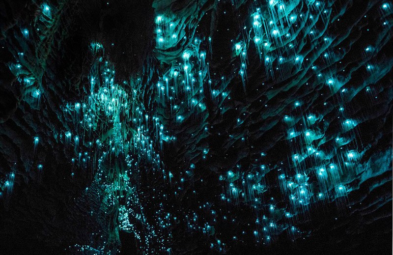 Magische Glühwürmchen-Höhle in Neuseeland