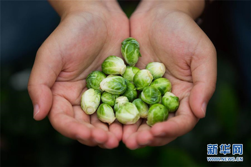 Für den kleinen Hunger – Rosenkohl erobert China