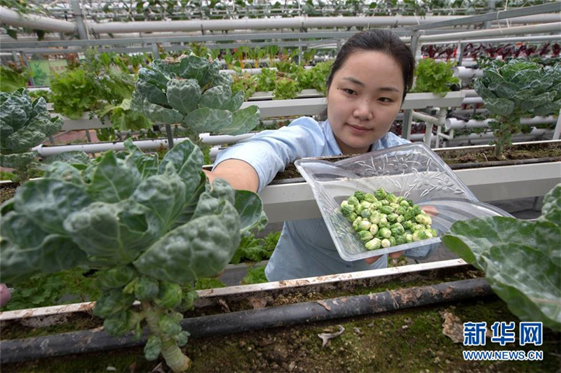 Für den kleinen Hunger – Rosenkohl erobert China