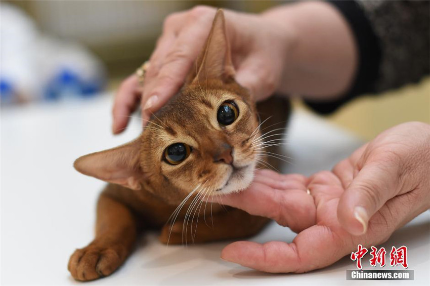 Knuddelige Katzen erobern die Herzen der Taiyuaner
