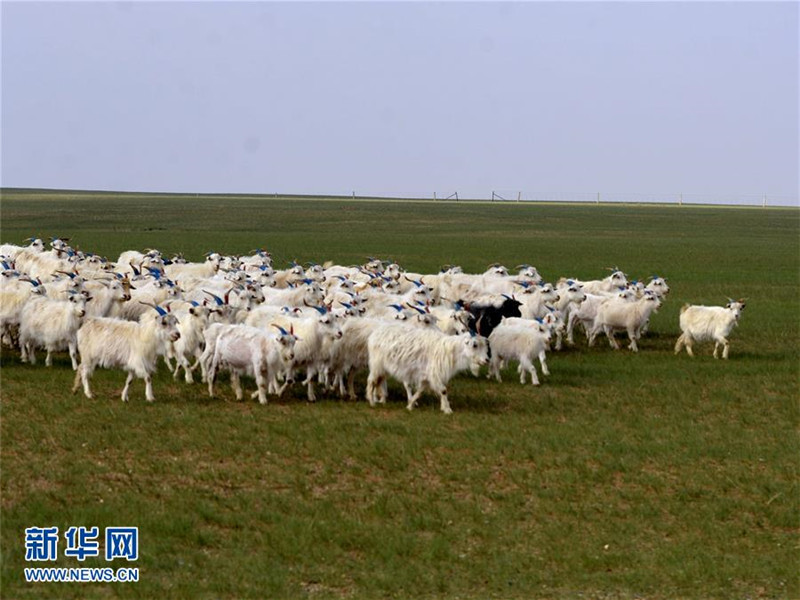 Grasmeer in der Inneren Mongolei