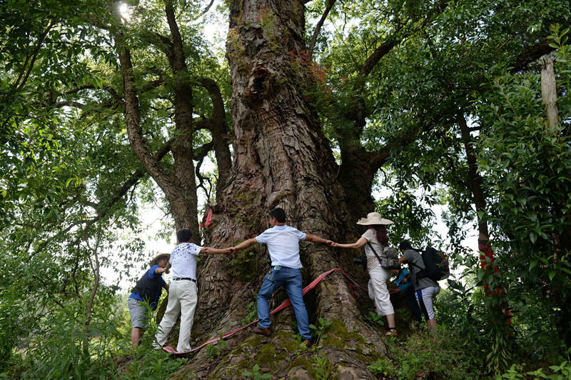 Neun Personen umarmen einen 600-jährigen Baum
