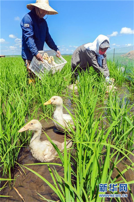 Enten in Heilongjianger Reisfeldern