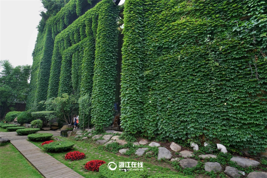 Wie aus dem Märchen – Grün umranktes Haus in Wenzhou