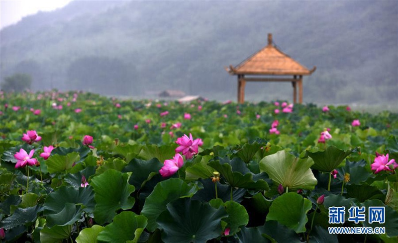 Überirdisch schön: Lotusmeer in Jiangxi
