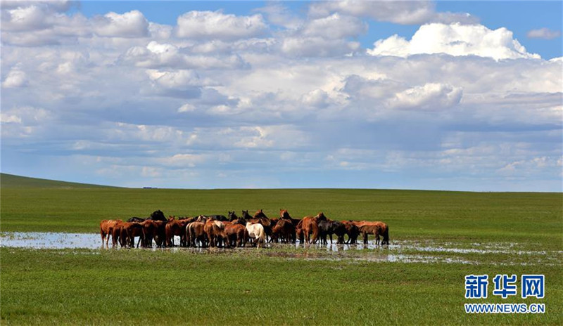 Die Schönheit des Graslands von Xilingol