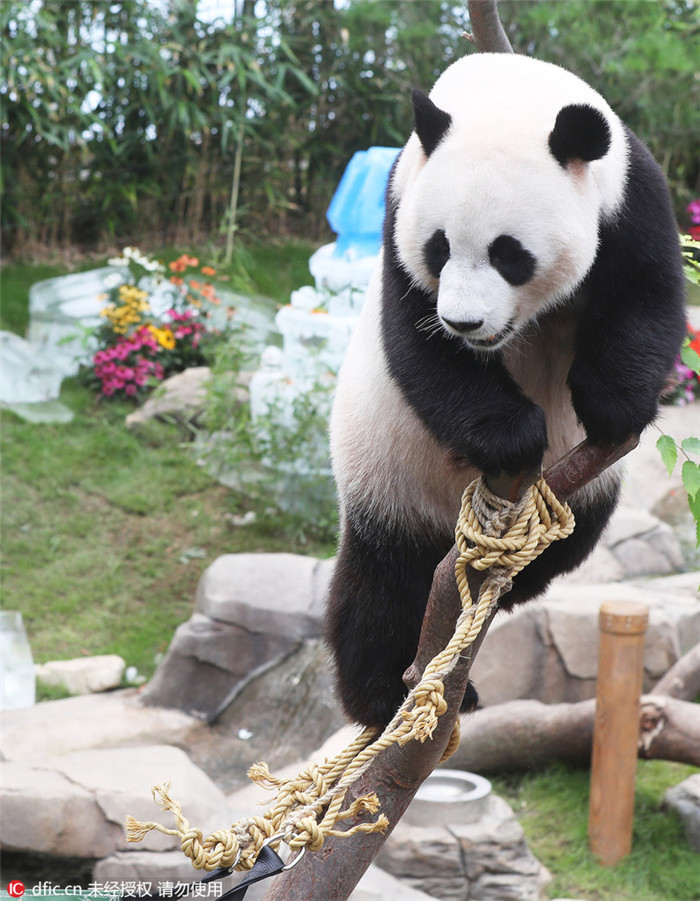 Panda-Ehepaar in Südkorea feiert Geburtstag