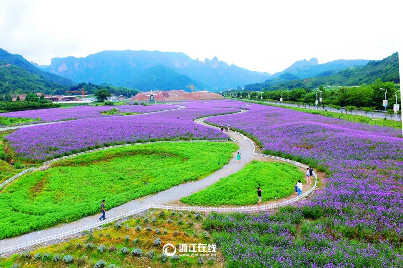 Violettes Verbenenmeer in Zhejiang