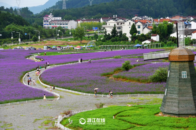 Violettes Verbenenmeer in Zhejiang