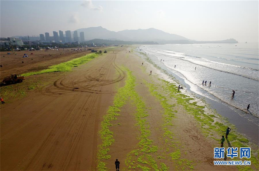 Gigantische Algenplage in Qingdao