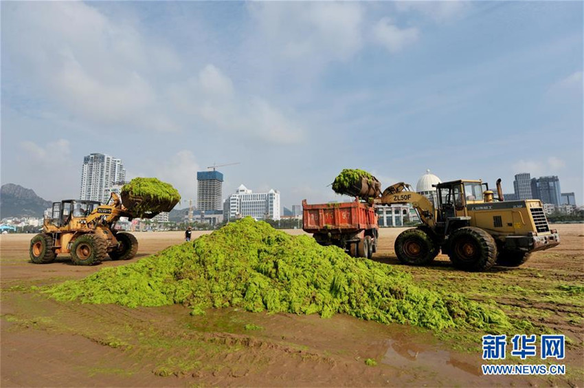 Gigantische Algenplage in Qingdao