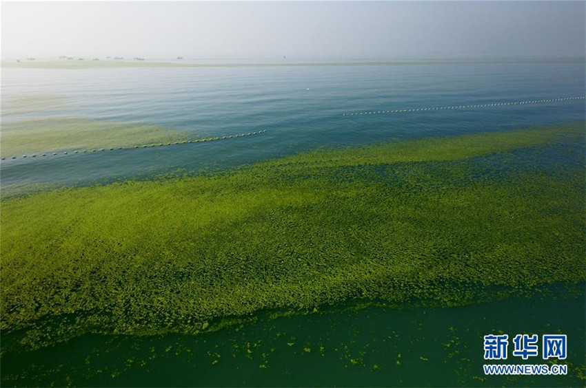 Gigantische Algenplage in Qingdao