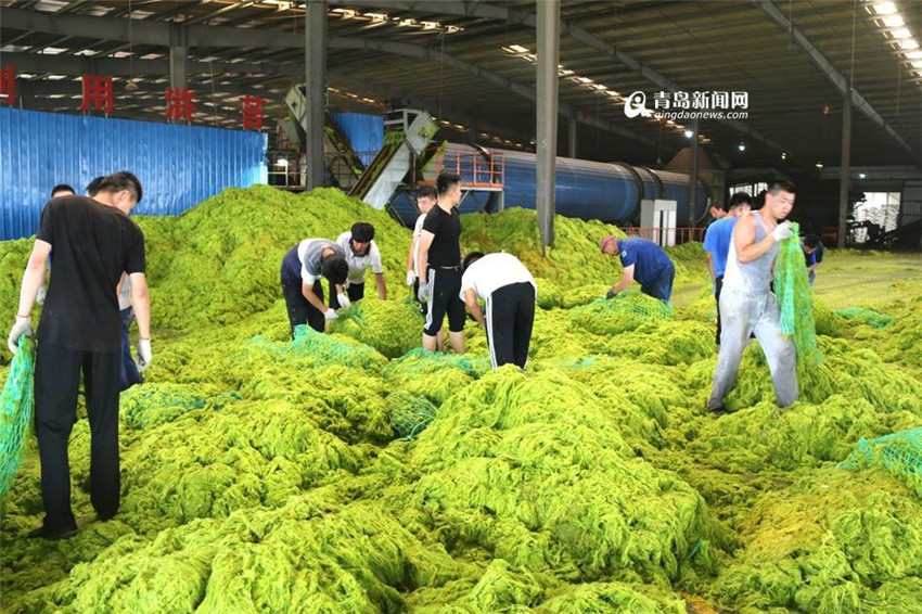 Gigantische Algenplage in Qingdao