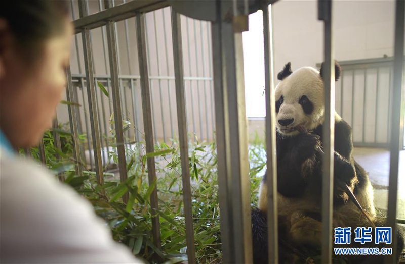 Altenheim der Pandas in Sichuan
