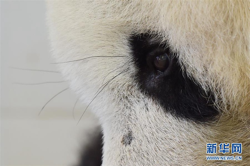 Altenheim der Pandas in Sichuan