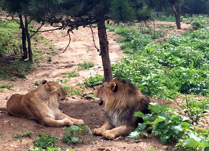 Ein schrecklicher Unfall im Wildtierpark Badaling