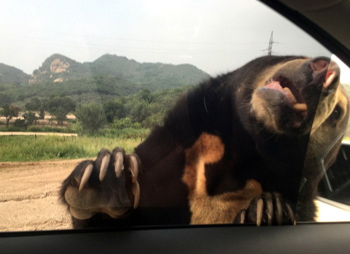 Ein schrecklicher Unfall im Wildtierpark Badaling