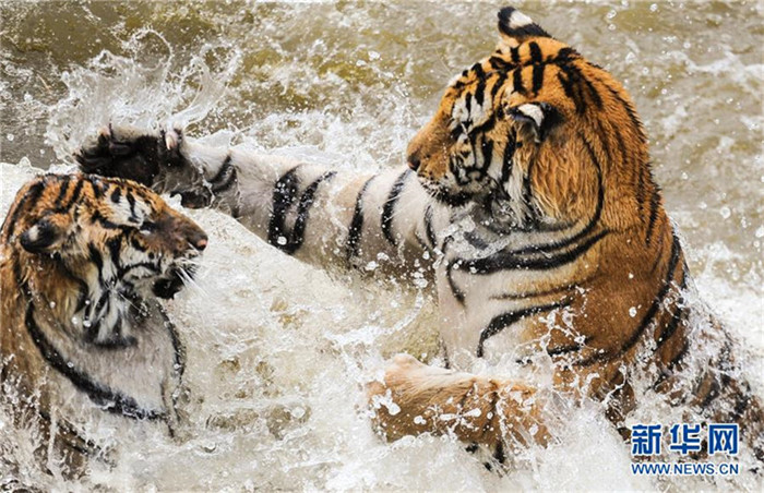 Sibirische Tiger genießen sommerliche Abkühlung